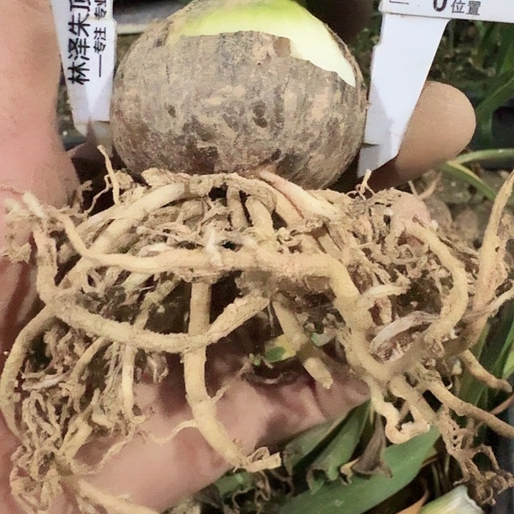 长春自然最美朱顶红一棵5.5