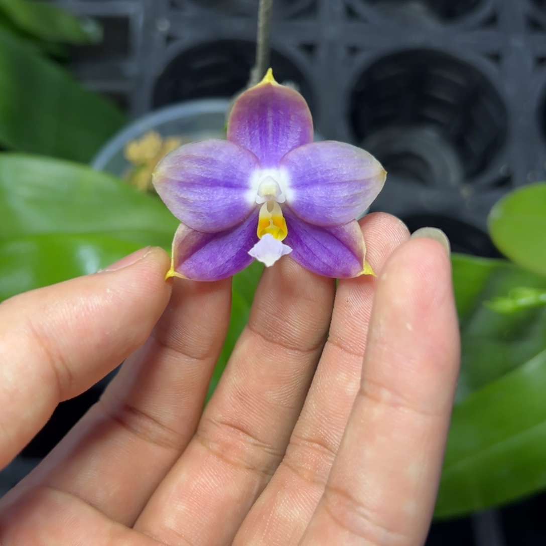 完全开放l303三寸ys1209