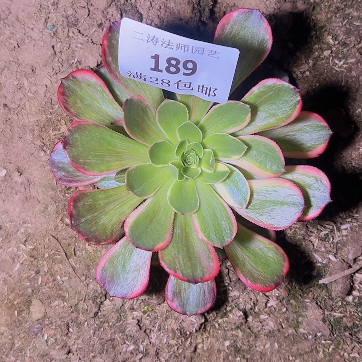 189黑魔锦多肉植物