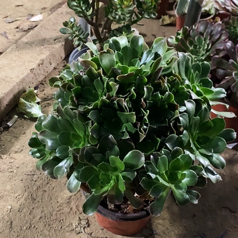 柠檬玫瑰玫瑰玫瑰