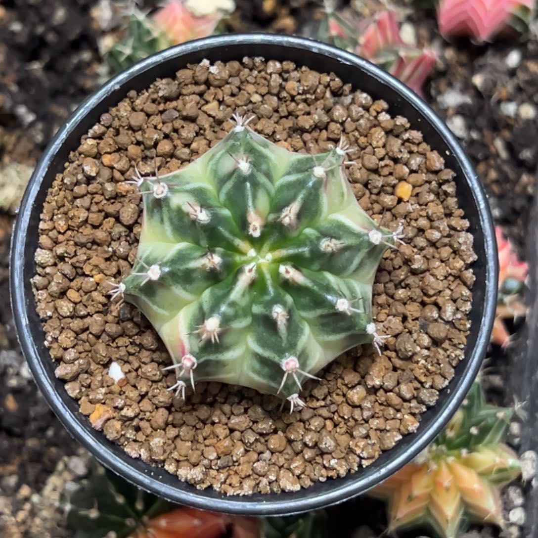 露娜侧芽自根带盆土发货14