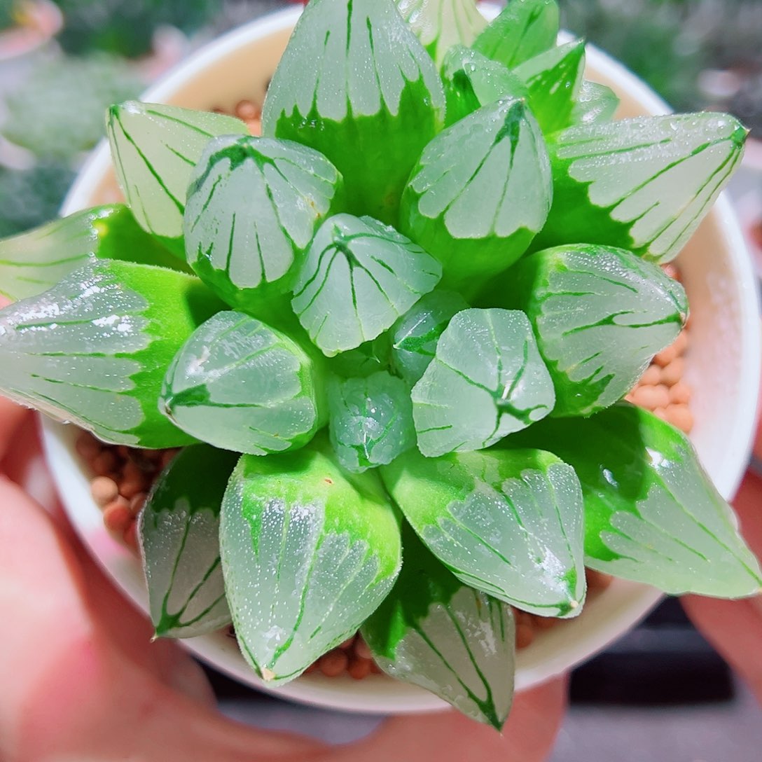 冰城寿多肉多肉多肉多肉