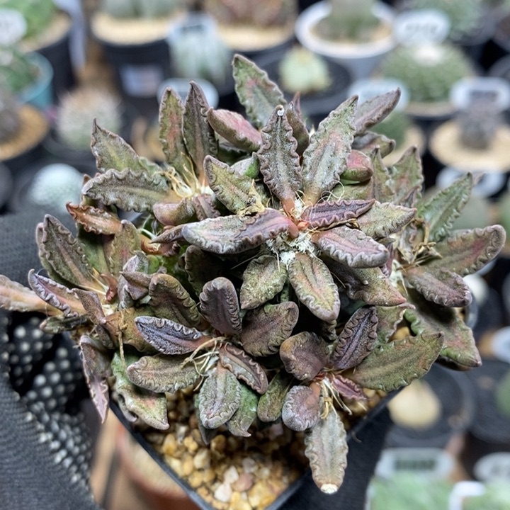 实生图拉大戟457号7cm