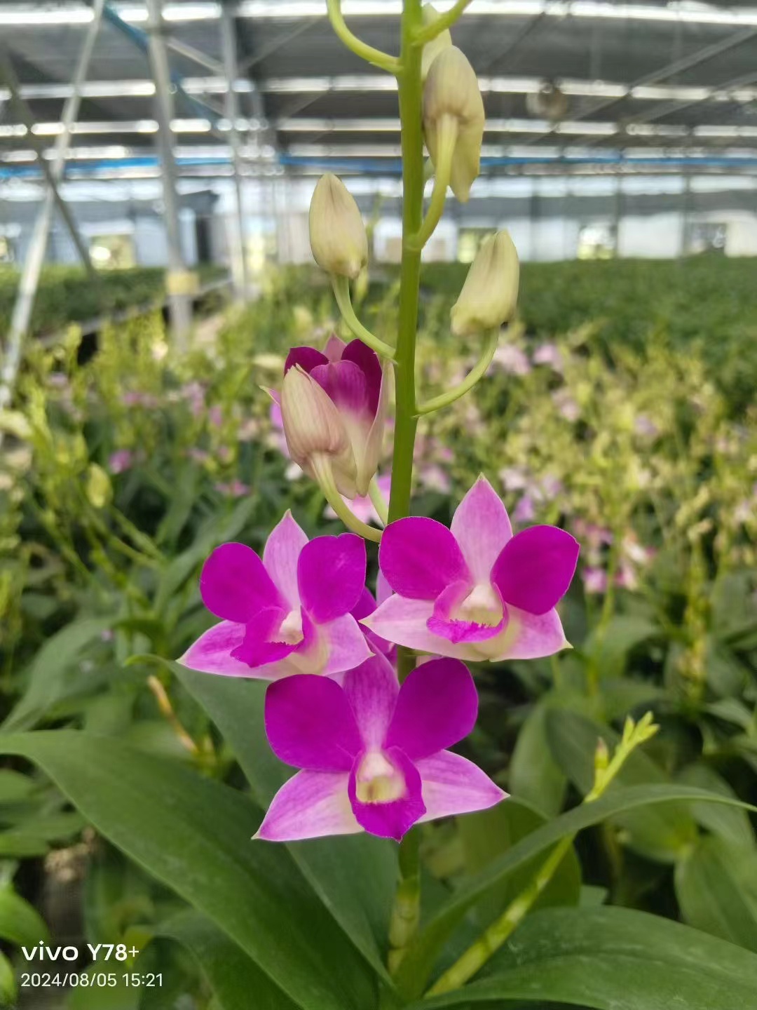 樱花石斛兰秋石斛单花剑