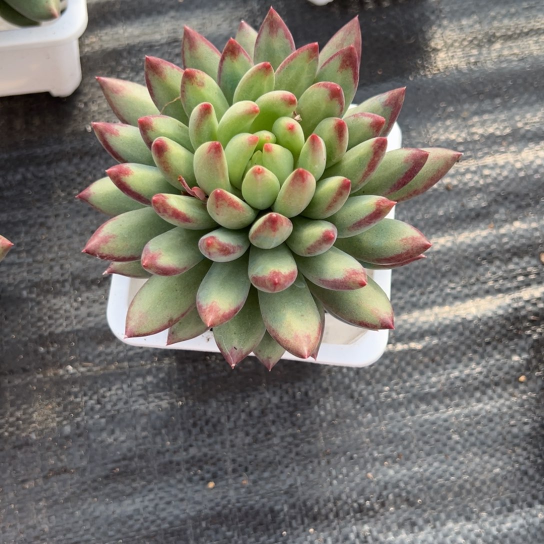 京***二代虞美人多肉一物一拍