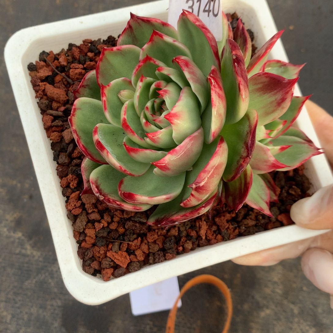 3140一物一拍11厘米外翻双头