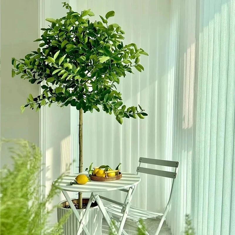 基地盆1.3-1.5米香水柠檬盆栽绿植室内外四季好养活