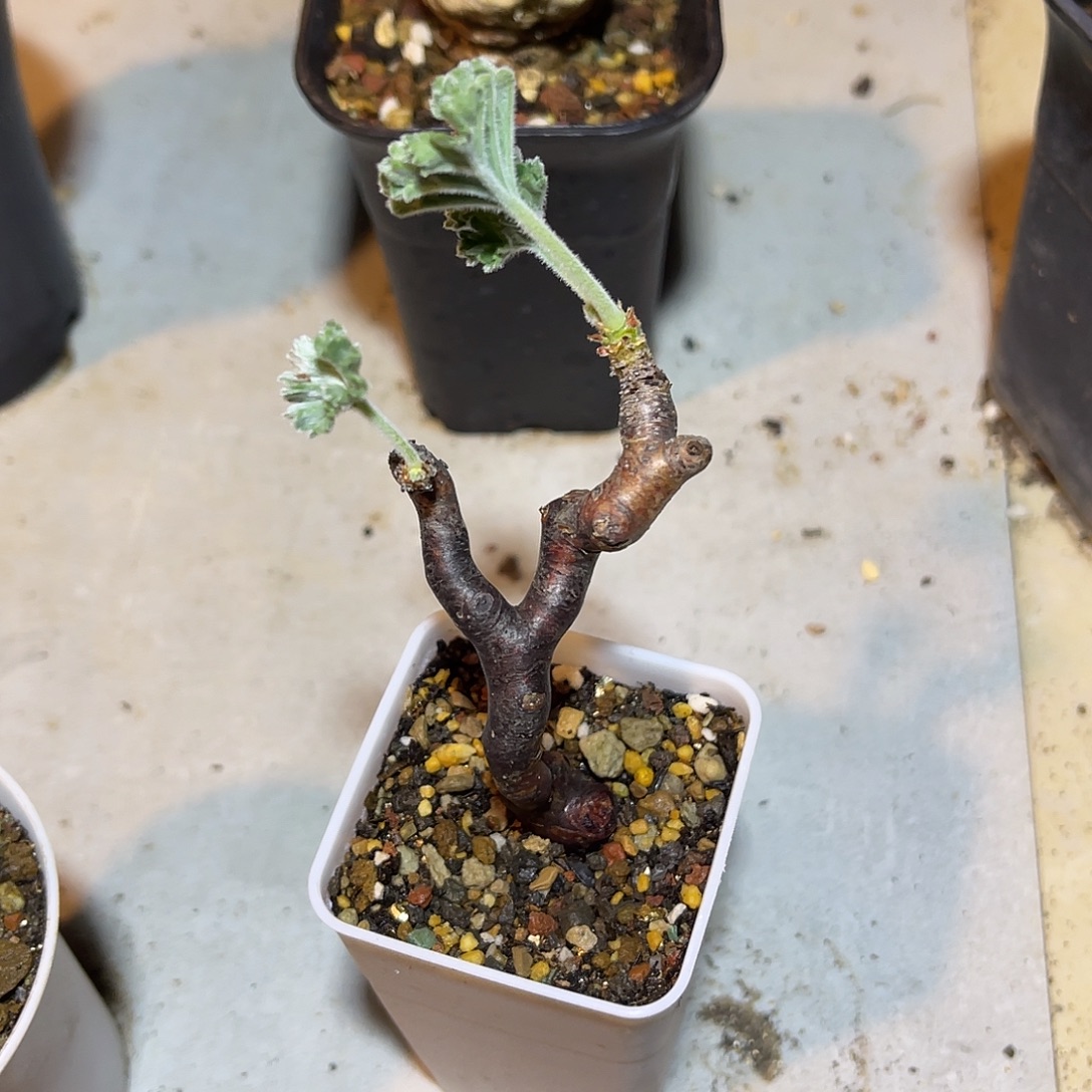 黑枝干洋葵一物一拍
