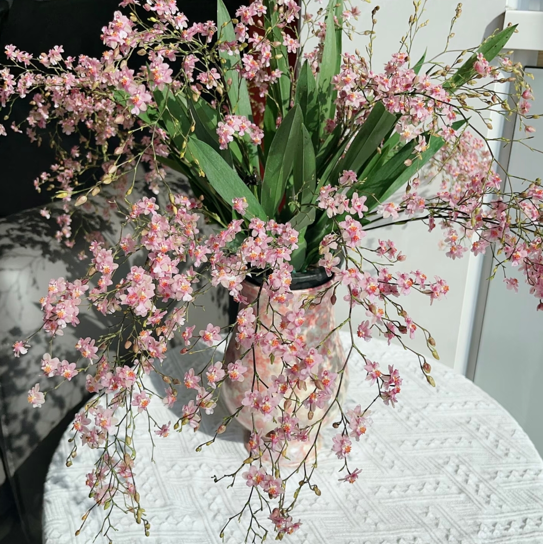 梦香兰（光宗粉 130盆20支剑）精品兰花绿植盆栽