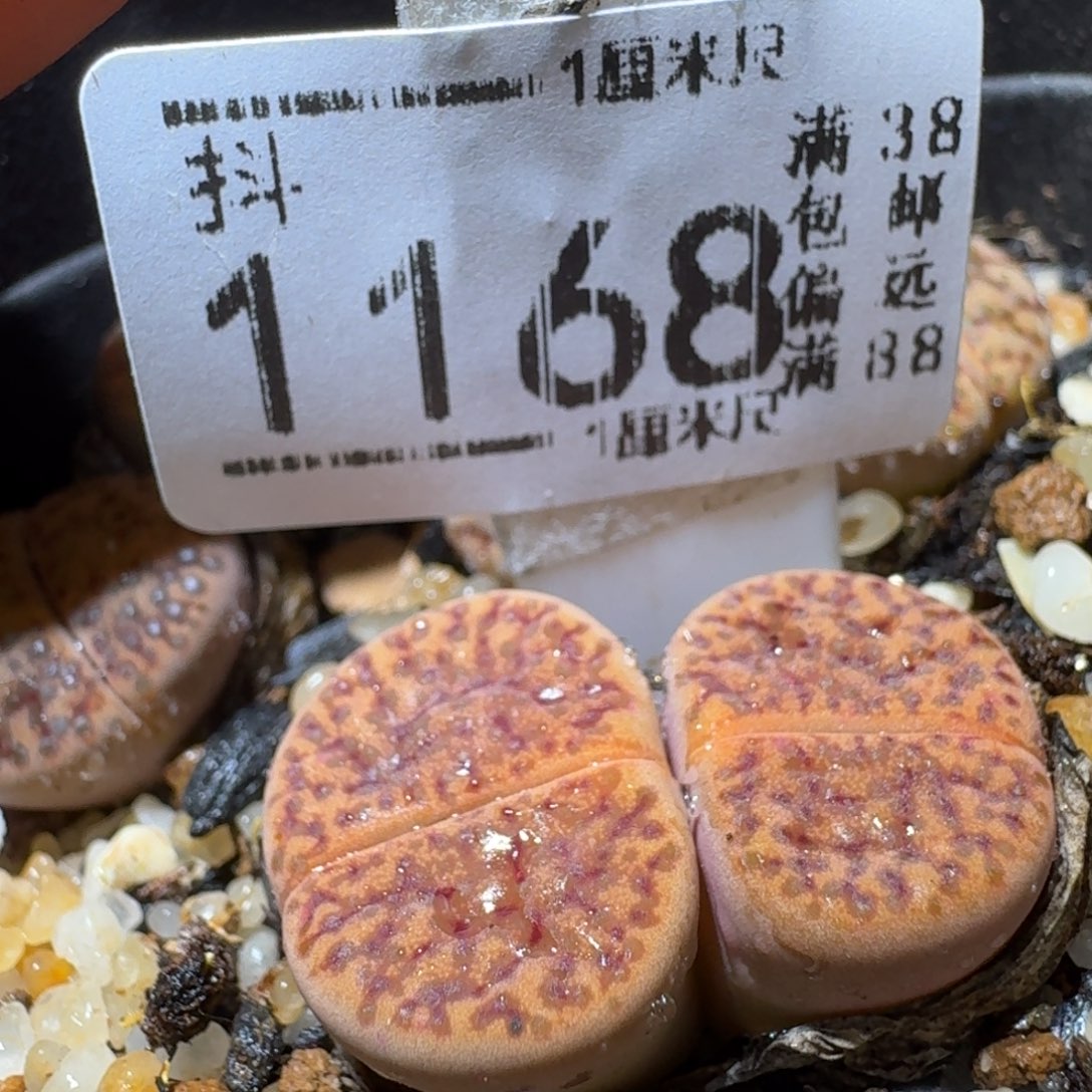 Sss生石花清货1168