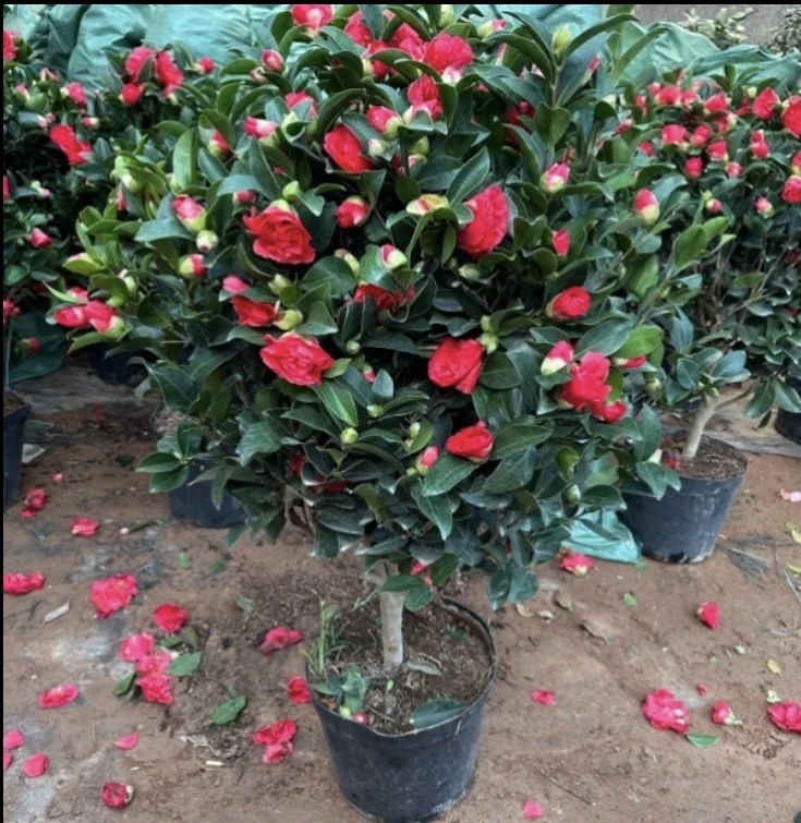 四季茶花盆栽耐寒好养室内外花卉