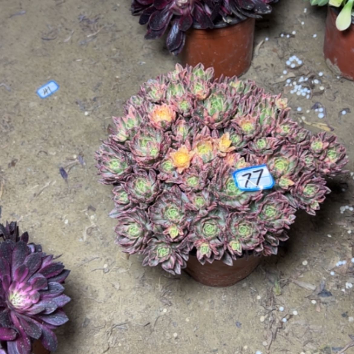 【闪购商品】多肉植物甜茶77