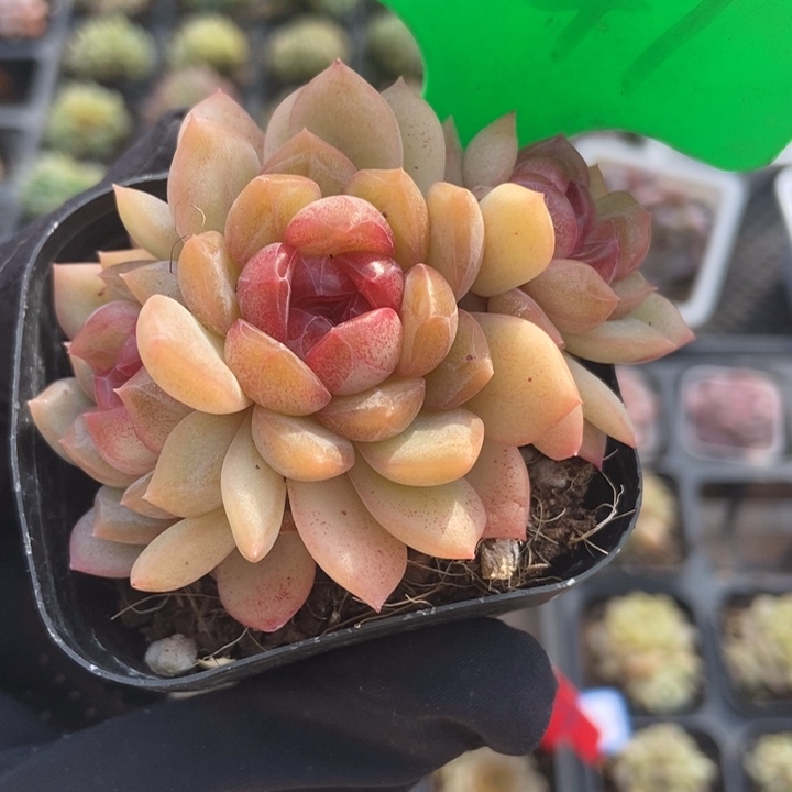 1041琴心多肉植物保护