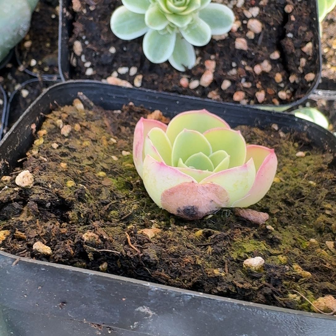 开播福利覆轮锦➕朱丽叶山地玫瑰