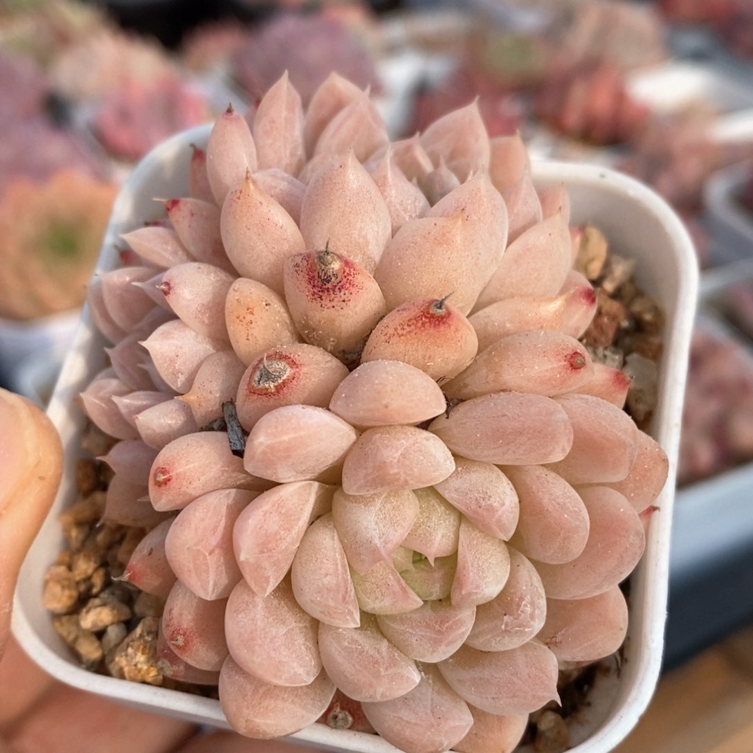 精品多肉一物一拍不包整62