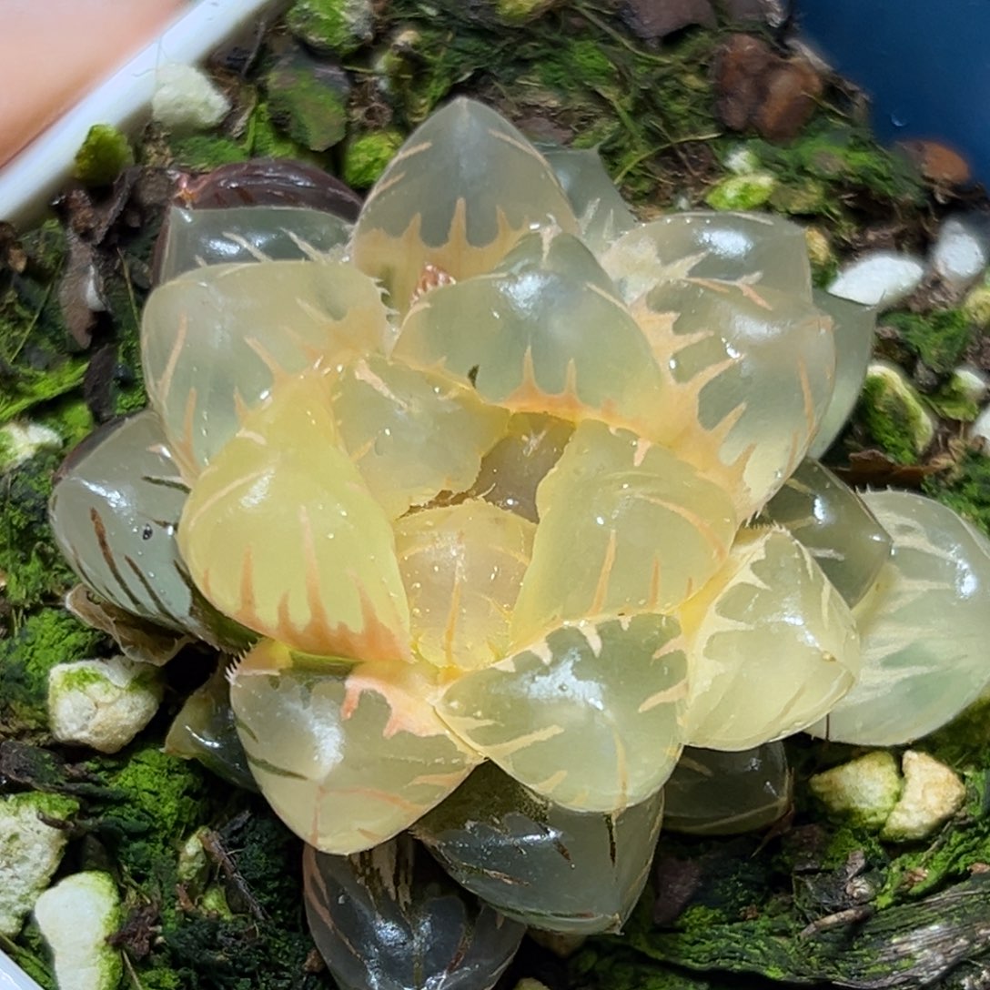 恭喜发财大吉大利973