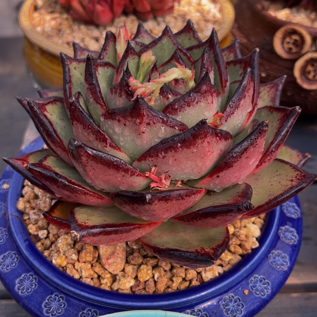 从前慢多肉精选编号0304.387