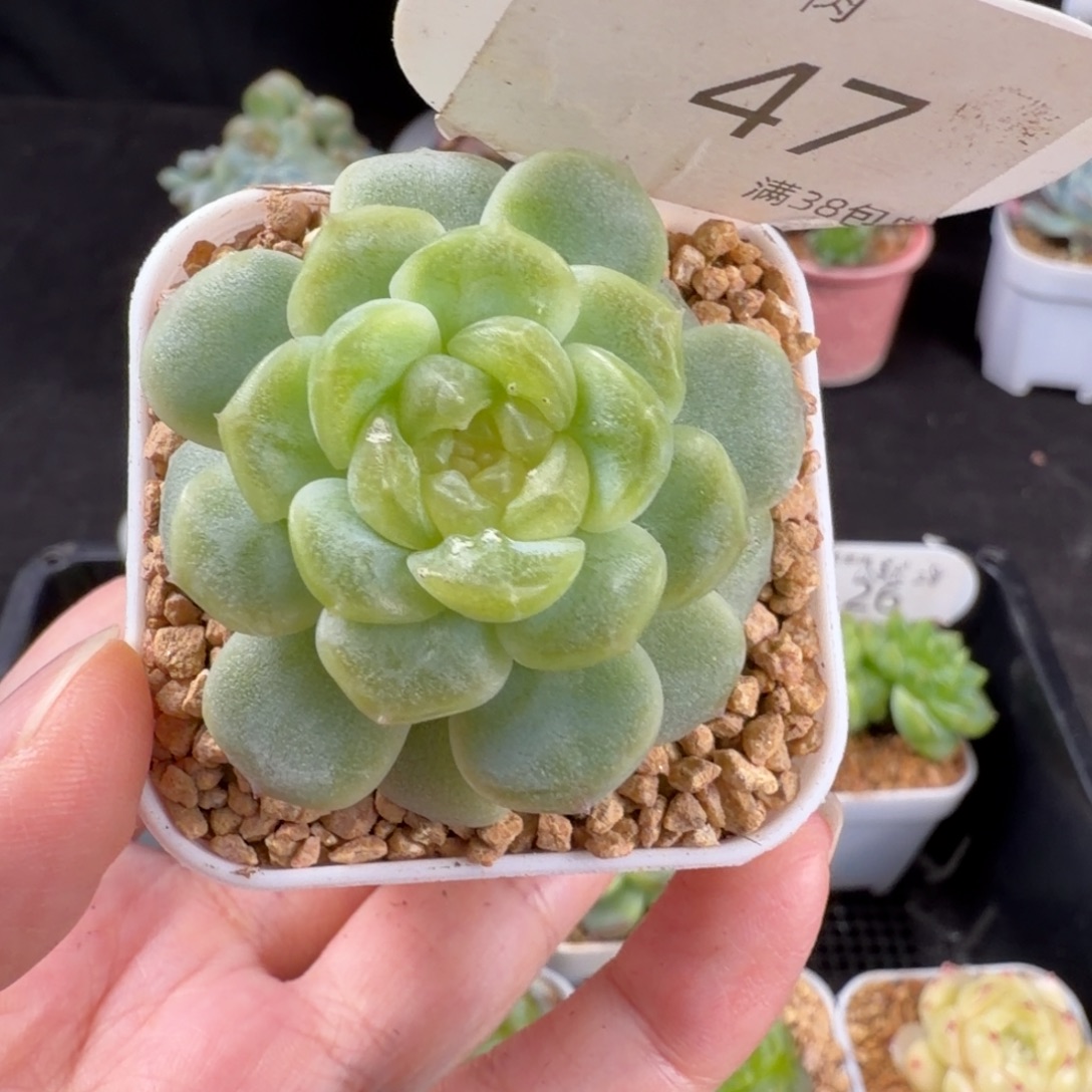 无尽灯单头福利47号