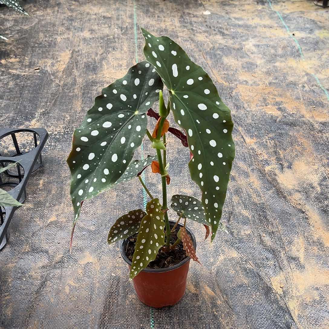 不开花植物鳟鱼秋海棠