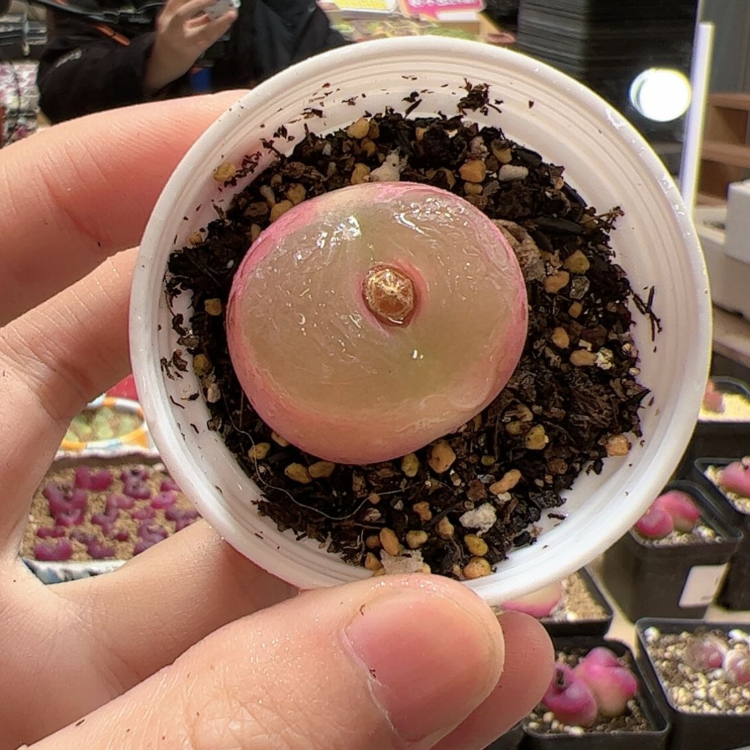 【闪购商品】155 带盆