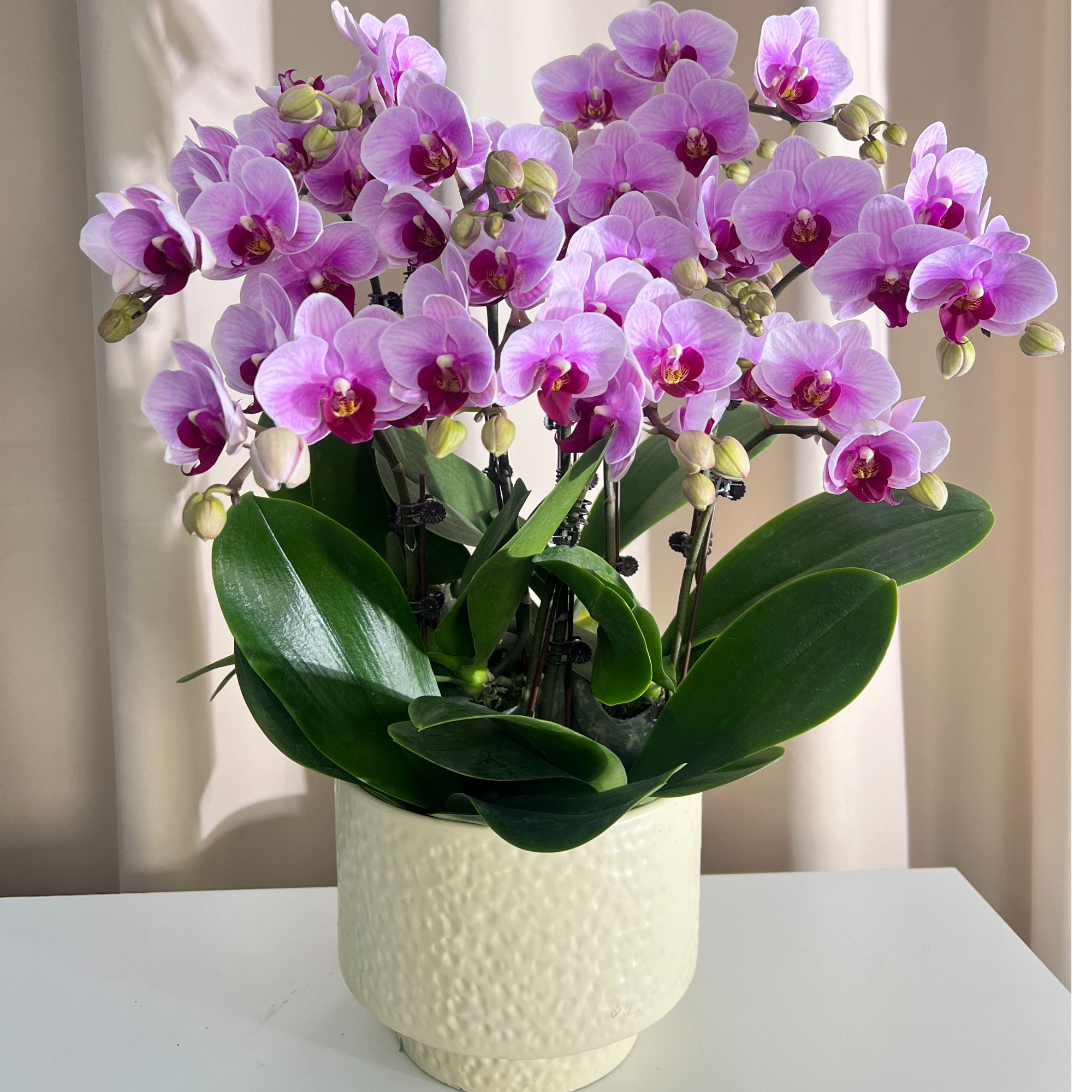 高品质组盆【宝贝】蝴蝶兰宵花爆款 花期超长带花带苞