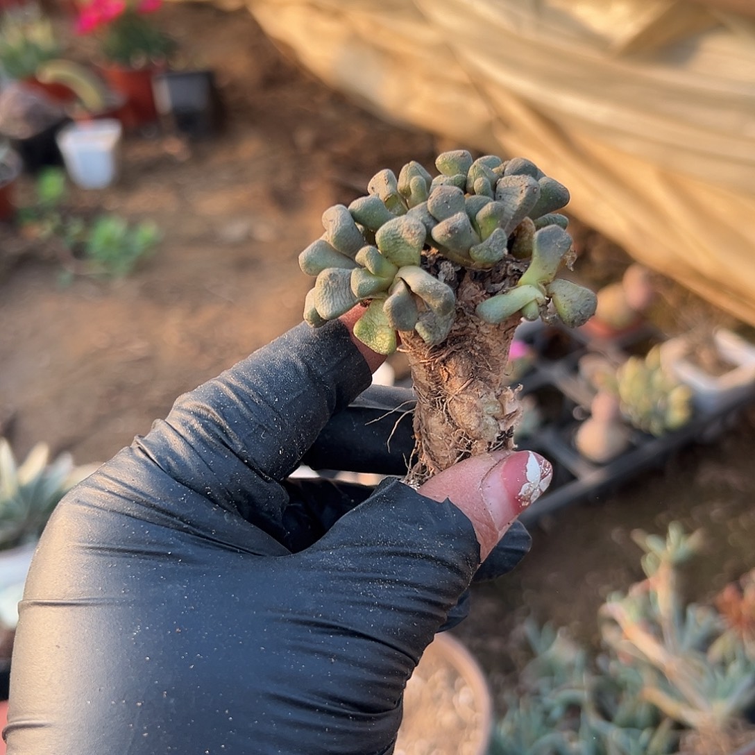 凡***下多肉植物块跟唐扇