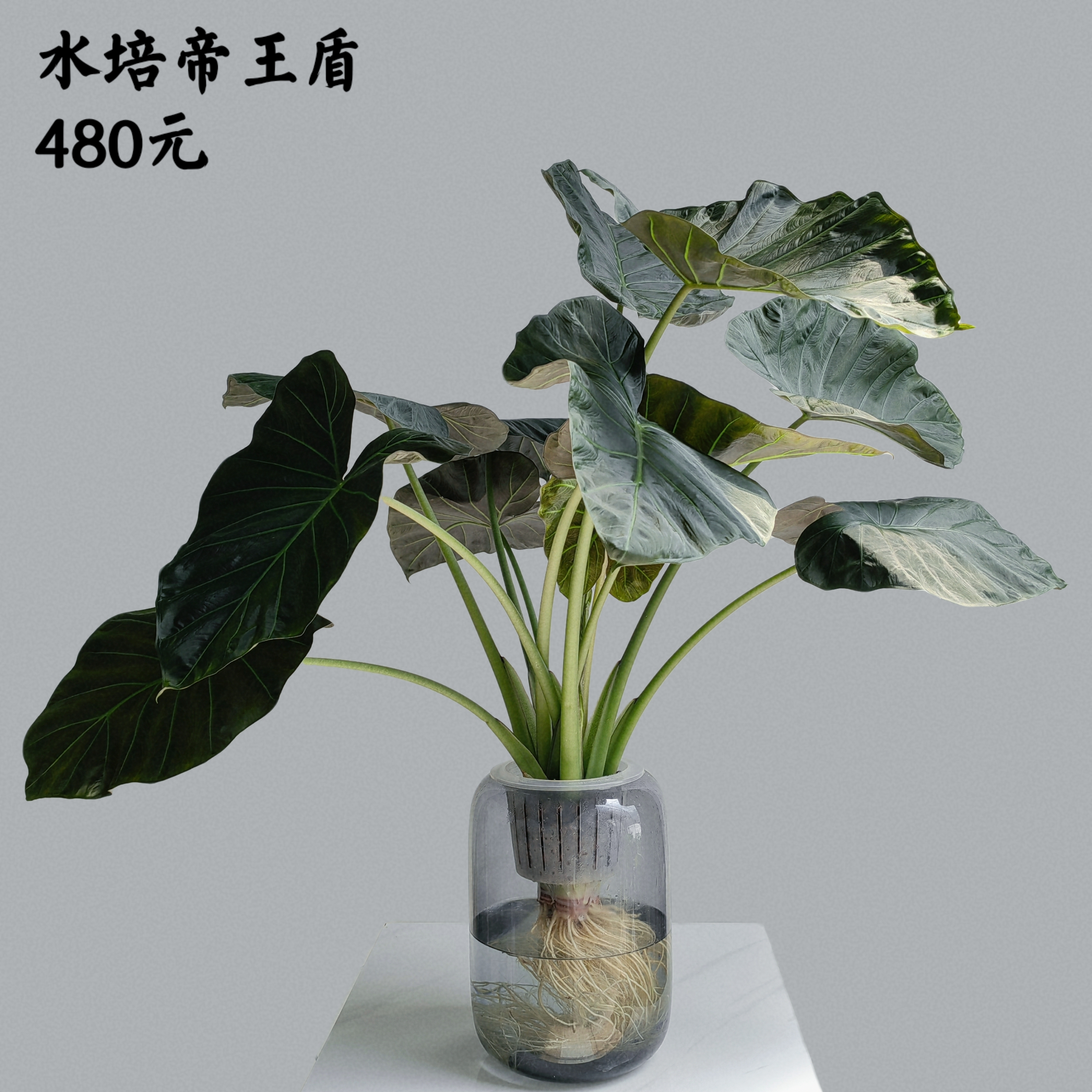 水培帝王盾海芋1盆