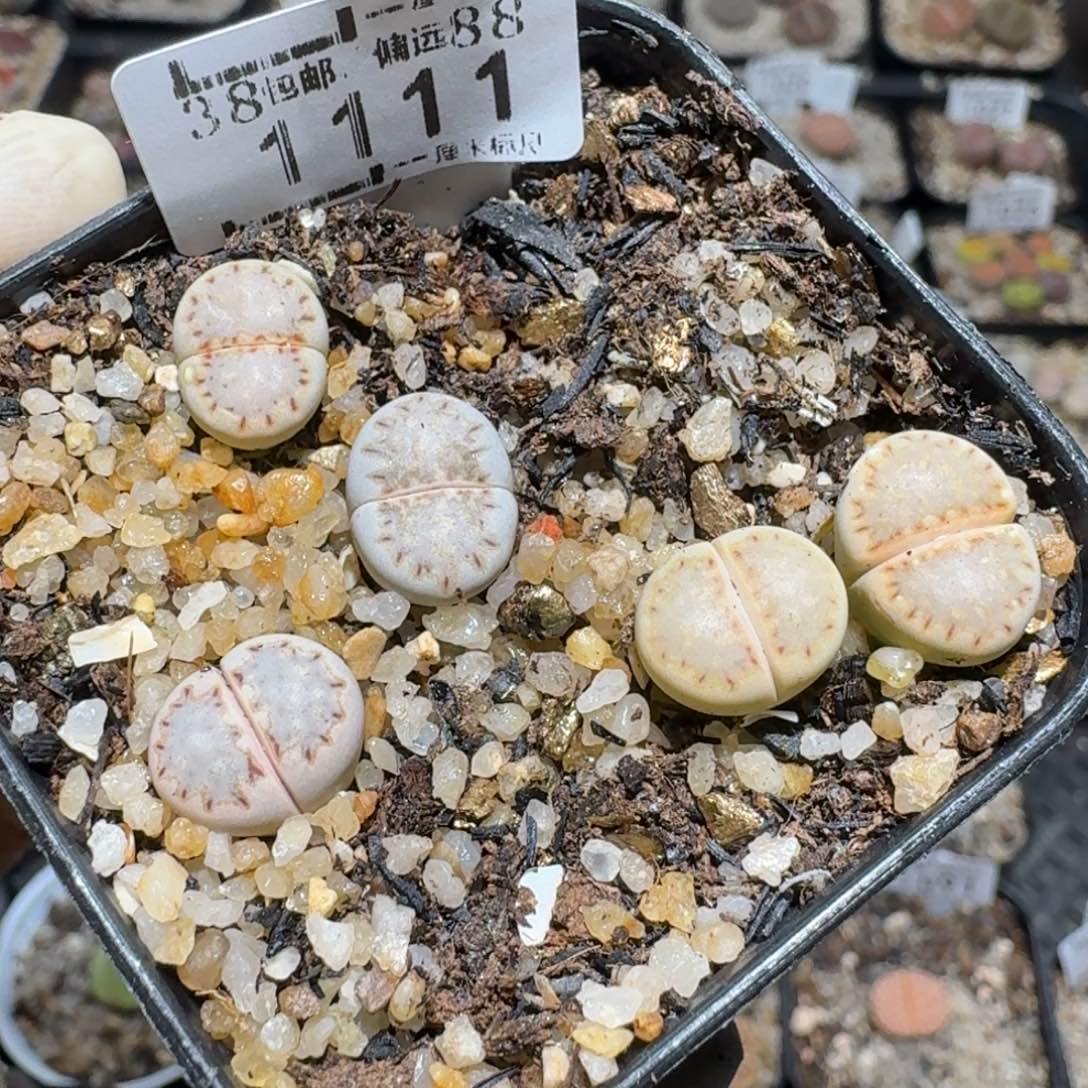 l***nzzz好货也福利1111