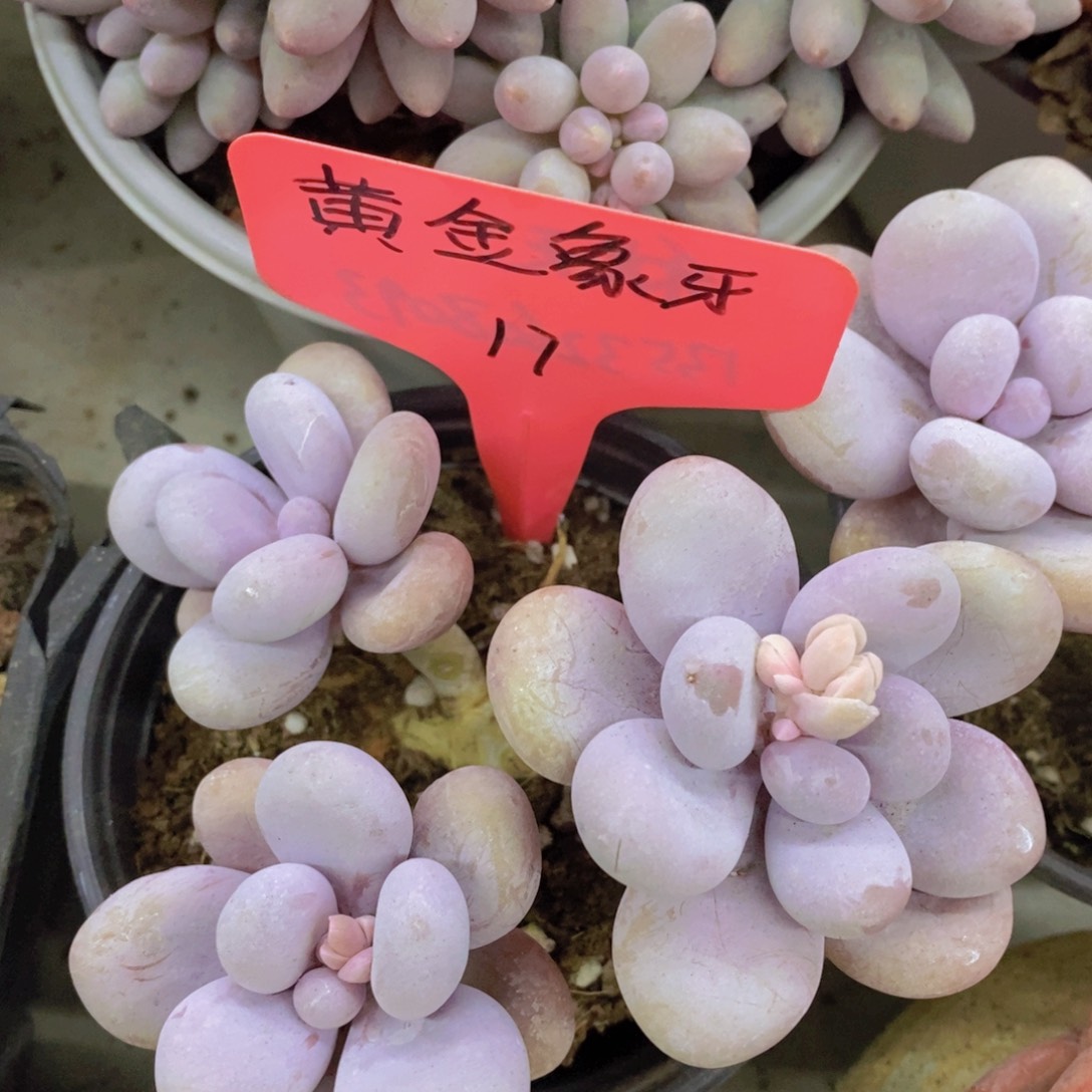 多肉植物，满5宋1了