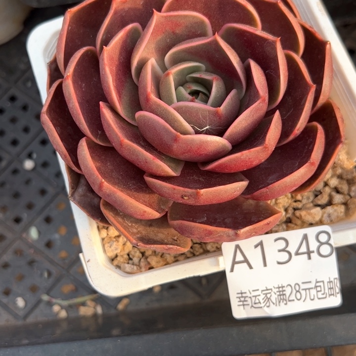 幸运的是我的朋友们一起