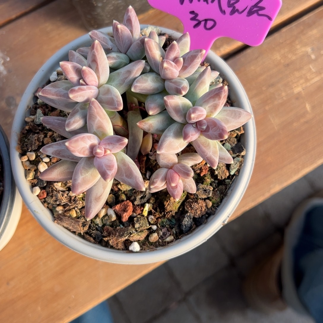 琳***点凤羽111111111111111