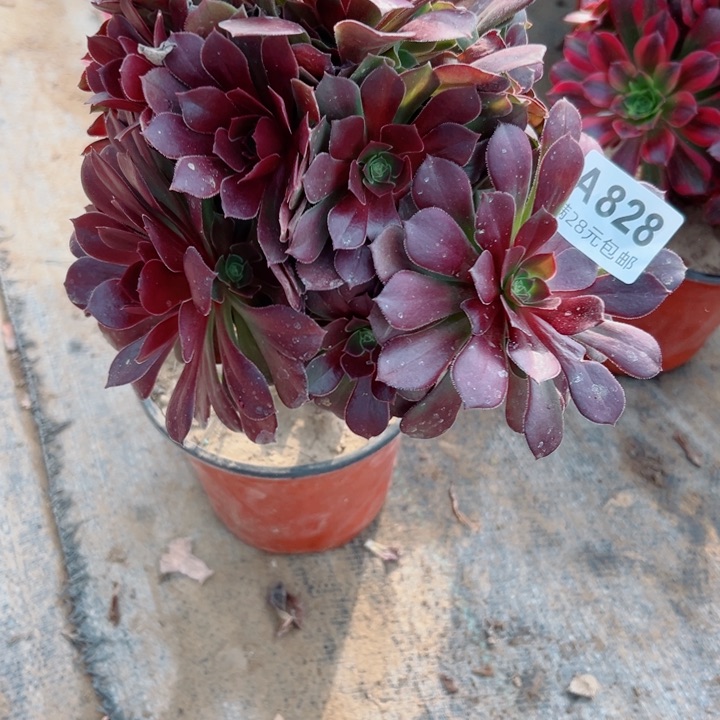 828玫瑰多肉植物