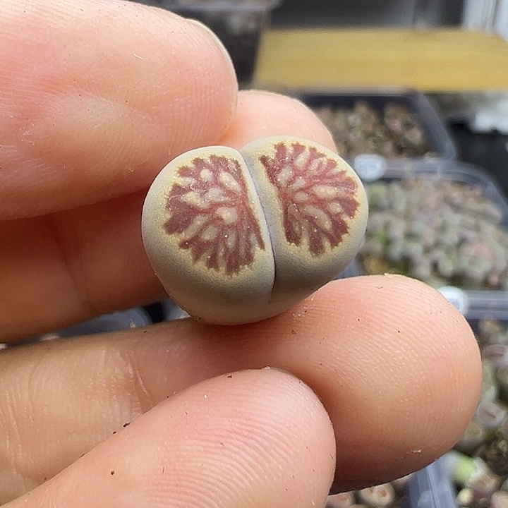 4790小美菊1.4厘米福利