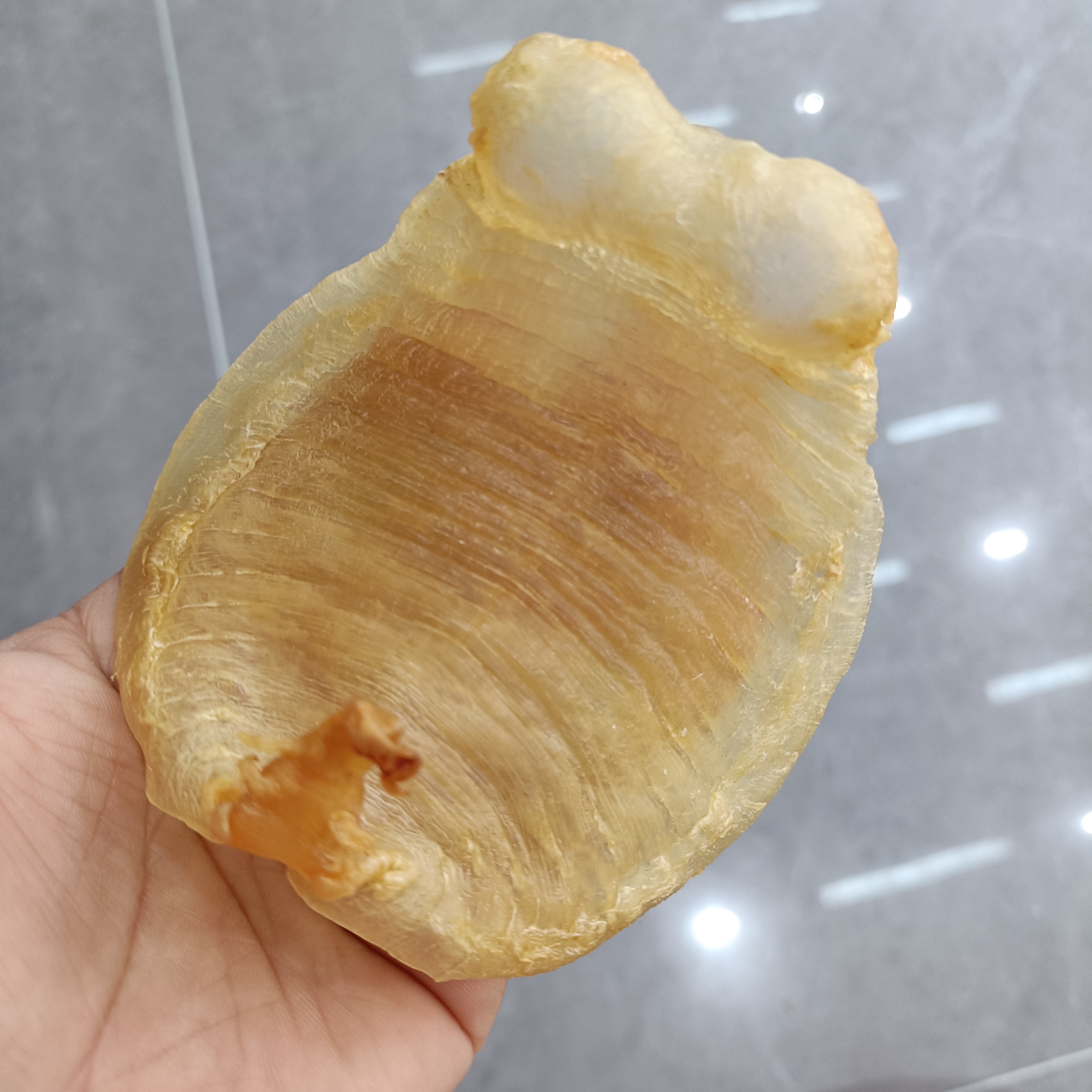 赤嘴公18头深海高品质花胶直播间称重