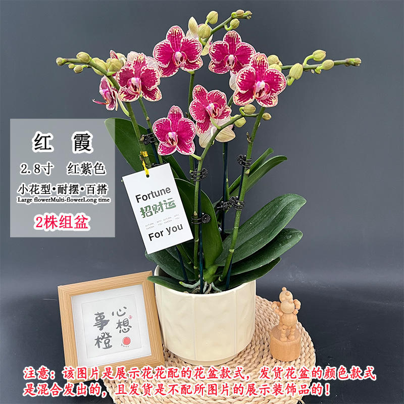 【红霞双剑】新品鲜艳百搭蝴蝶兰 红紫色小花型 室内桌面好养花卉