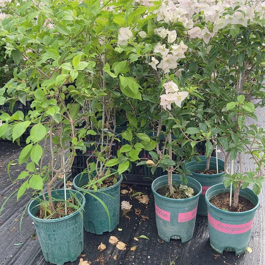 大部分开放少量花苞苹果花或者丽哪带竹一颗、不一定带花