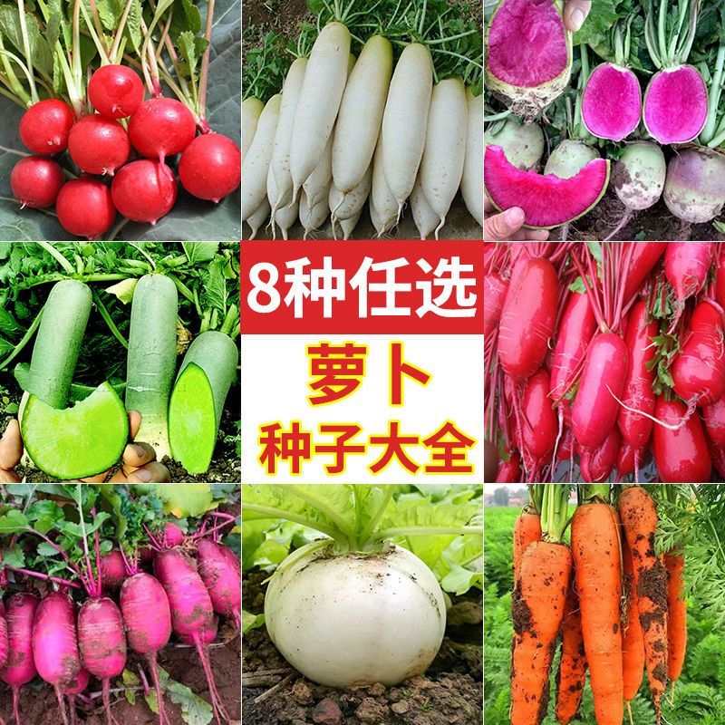萝卜白萝卜冰糖樱桃萝卜胡萝卜秋冬水果蔬菜种子凤梨萝卜种子大全
