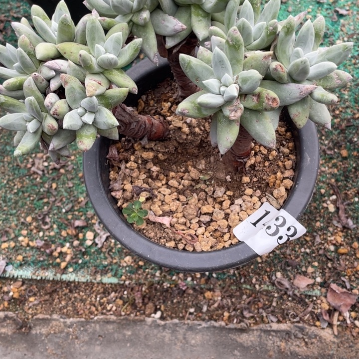 133号法瑞拇指山东多肉