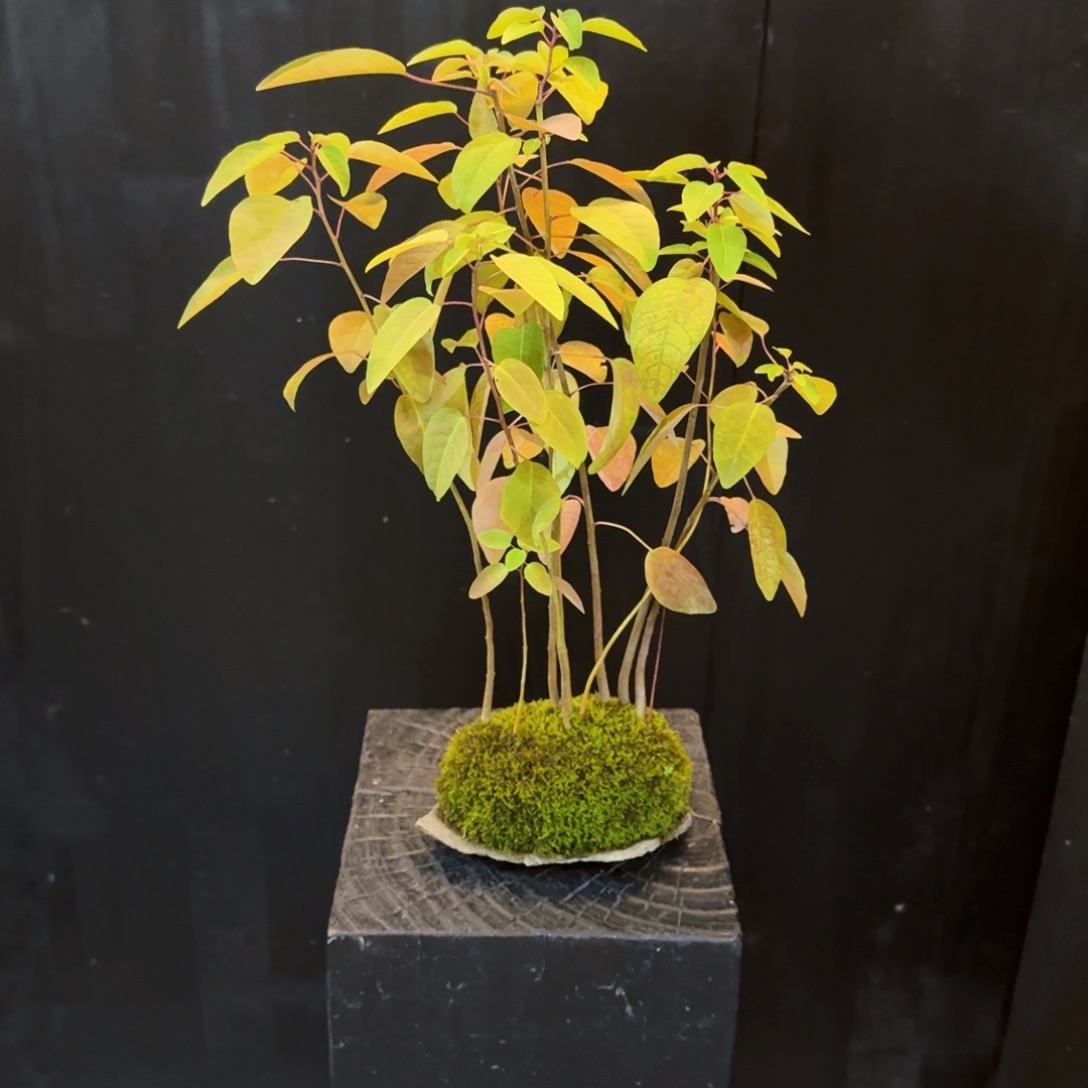 无花朵山乌桕日本鞍马石特价