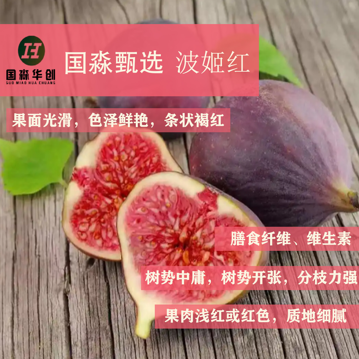 无花果 一年裸根苗