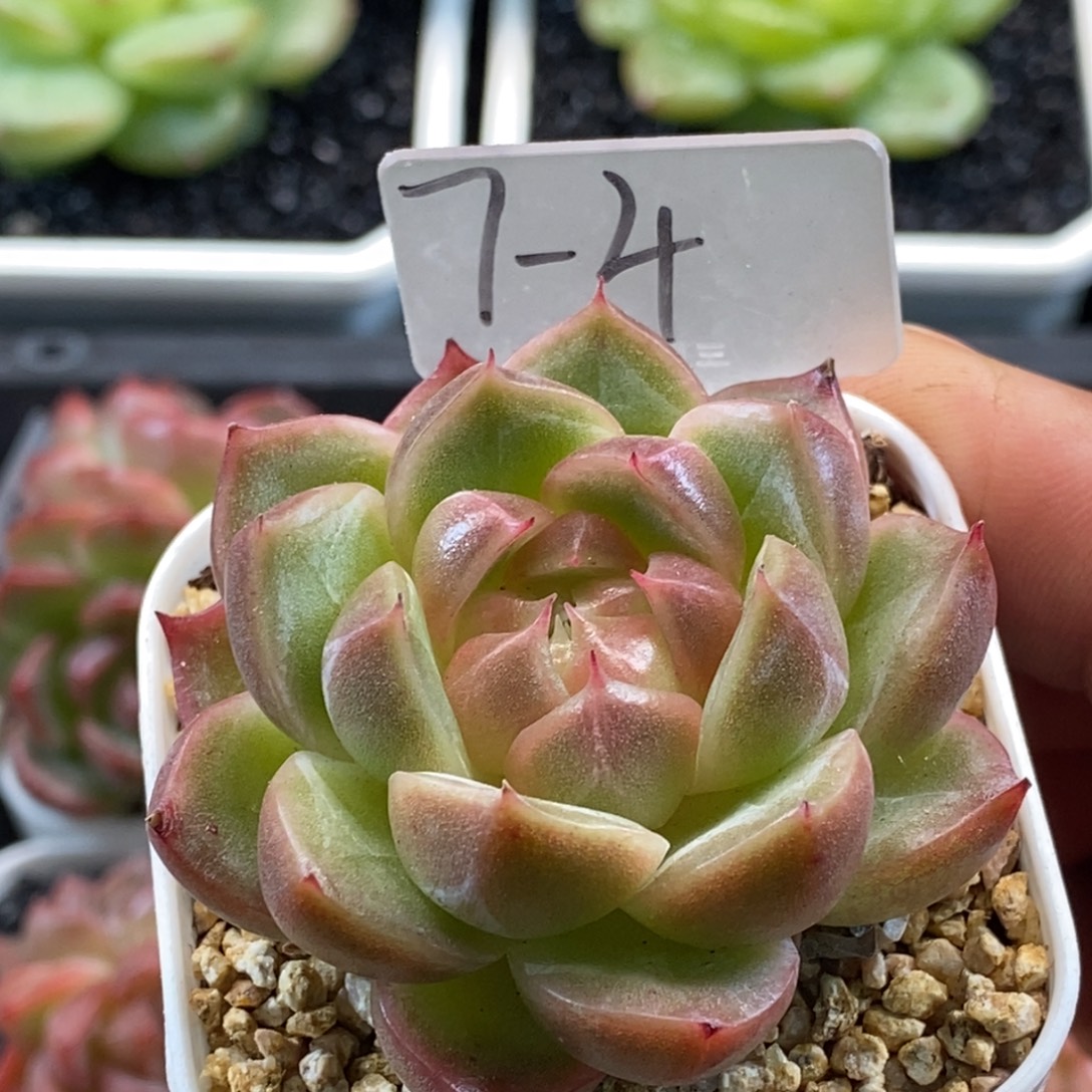 天官赐福百无禁忌