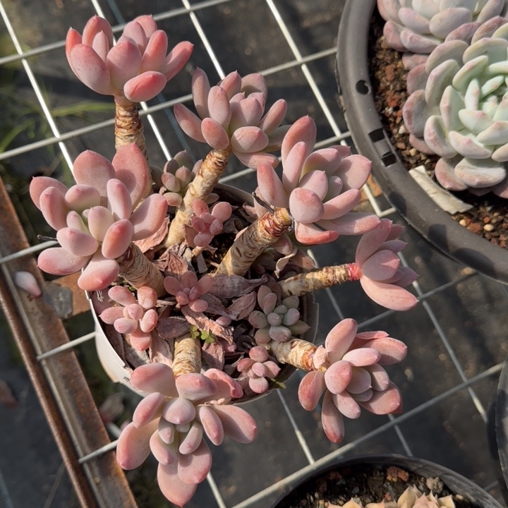 全状态灰姑凉多肉植物