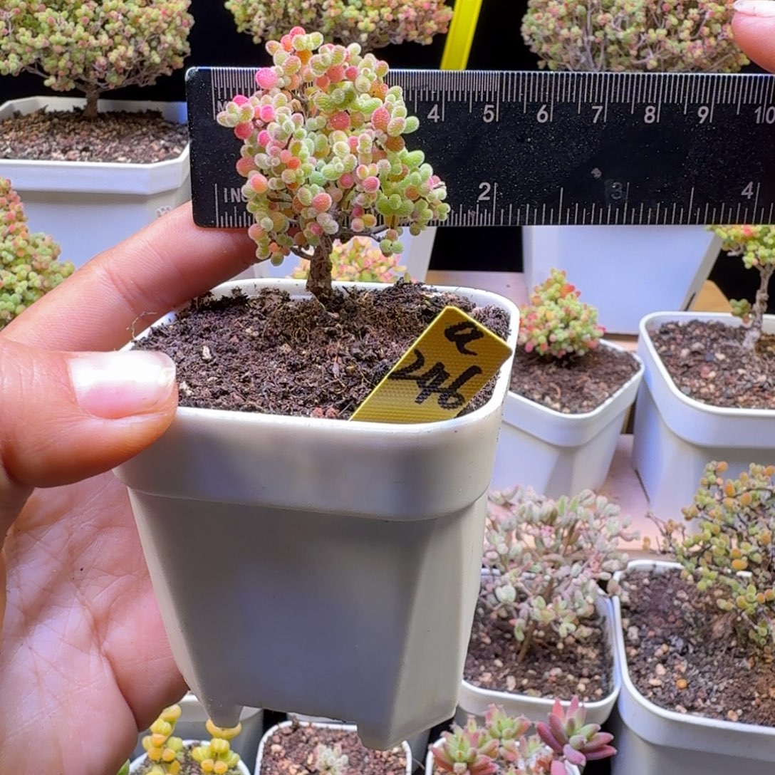 a246号橘子糖冠服4厘米左右