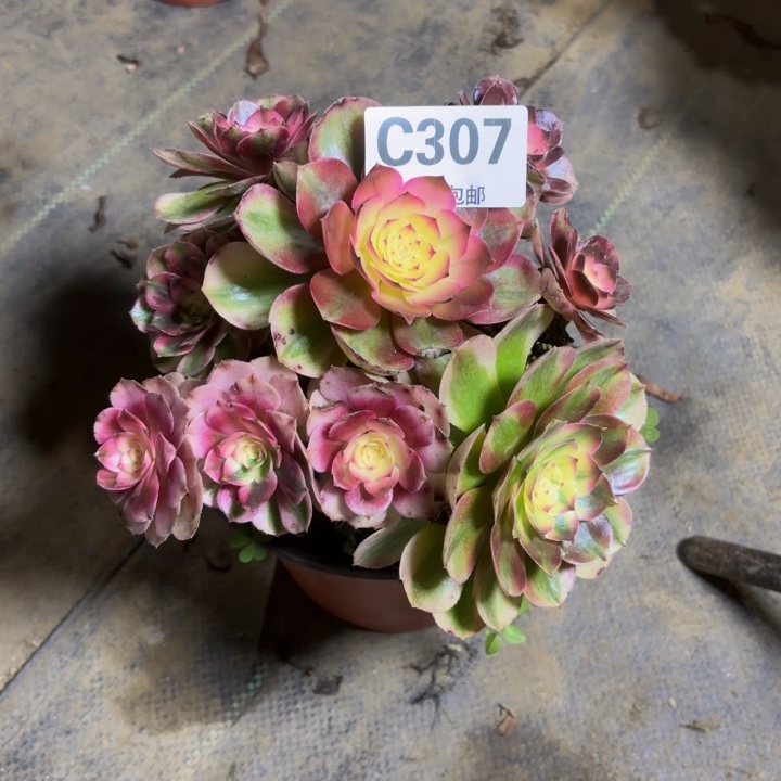 瑞妈，。。。。？？307荔枝，