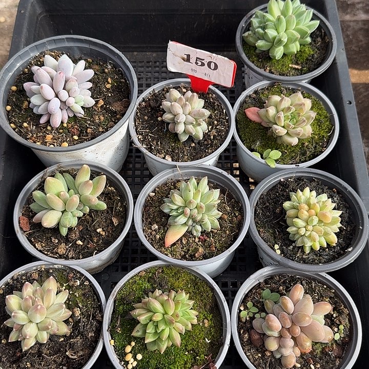 150多肉植物一物一拍
