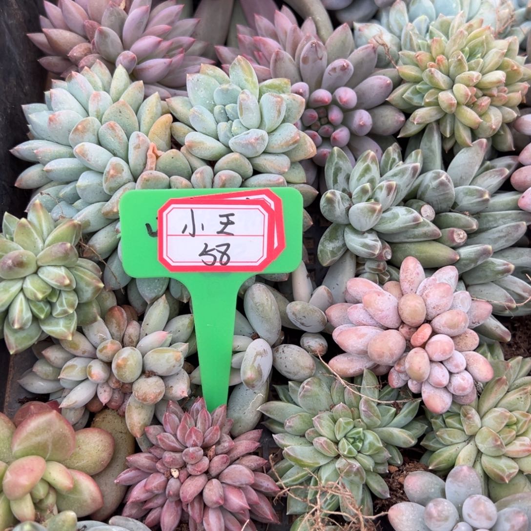 小***排小王58。               