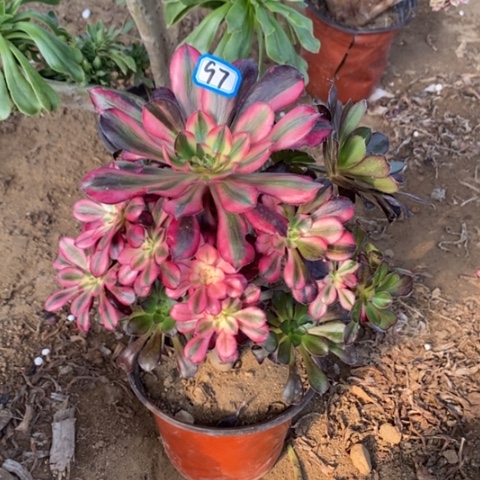 花蝴蝶捧花一物一拍