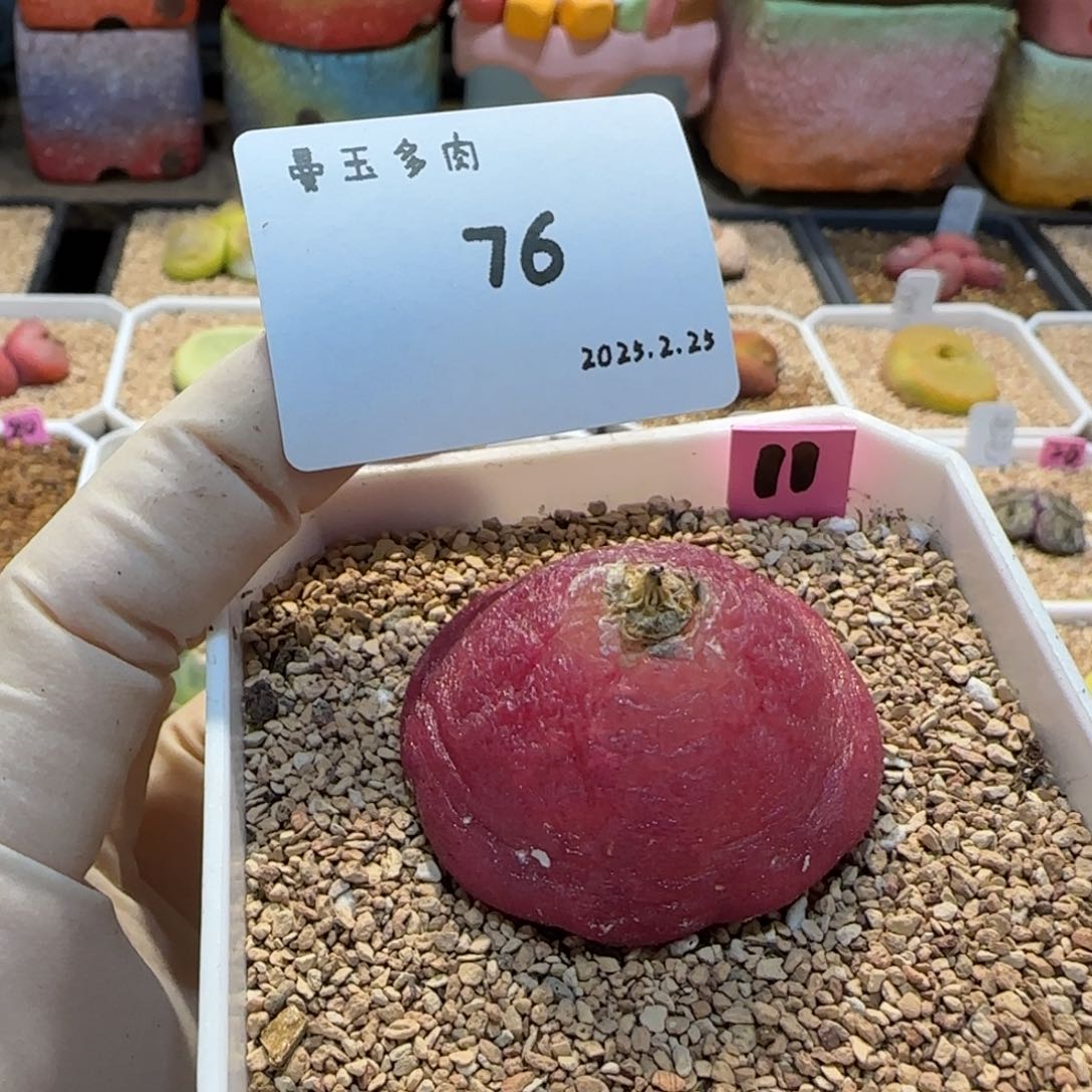 海*子多肉多肉多肉2.25-076