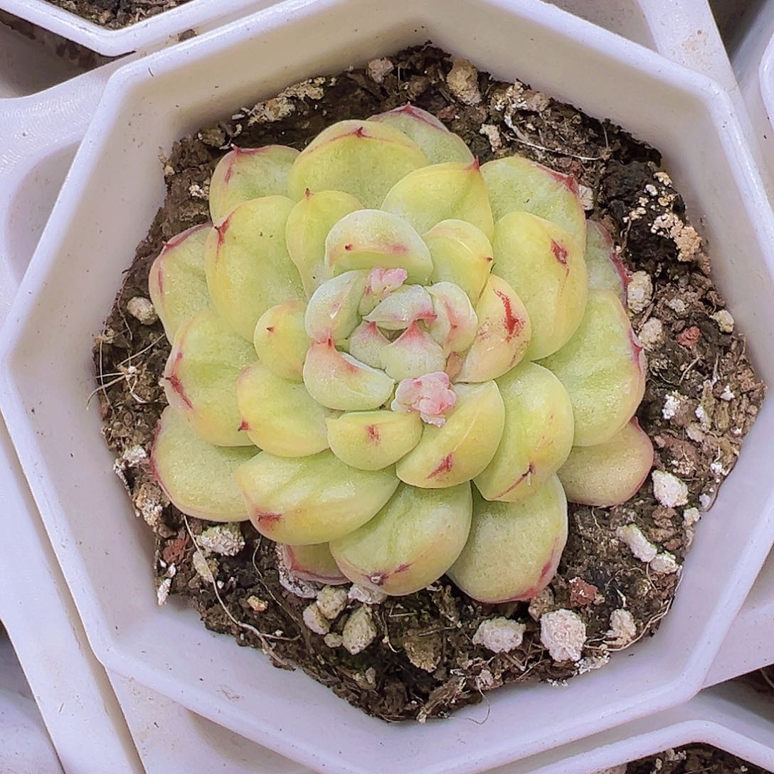 冰天使锦19包邮多肉植物