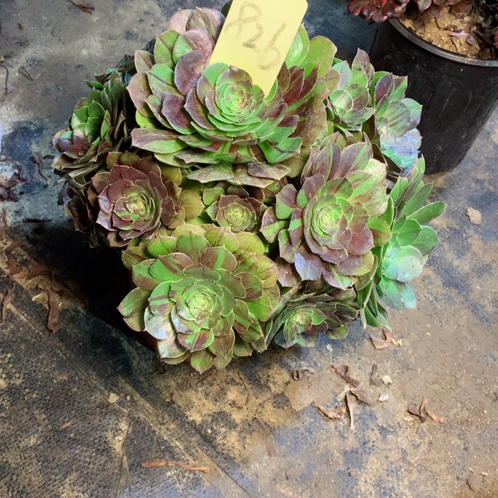 826花月夜多肉一物一拍～